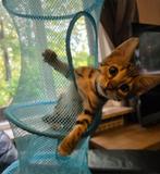 Zeer lieve en aanhankelijke kittens (Bengaal x snowshoe), Dieren en Toebehoren, Katten en Kittens | Raskatten | Korthaar, Meerdere dieren