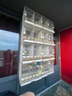 Kanaries, Dieren en Toebehoren, Vogels | Overige Vogels, Meerdere dieren