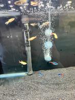 Aquariumvissen, Meerdere dieren