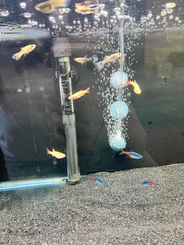 Aquariumvissen beschikbaar voor biedingen