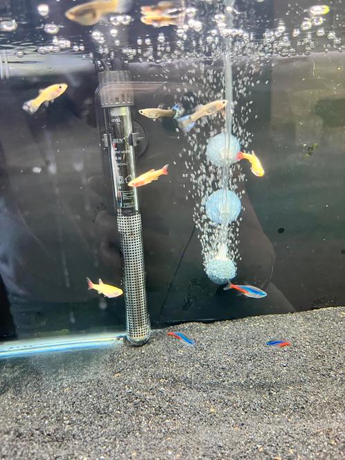 Aquariumvissen, Dieren en Toebehoren, Vogels | Kanaries, Meerdere dieren