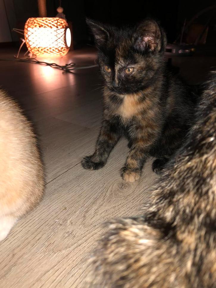 Kittens :, schildpad, Cyprische en felix, Dieren en Toebehoren, Katten en Kittens | Overige Katten, Meerdere dieren