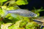 Luipaard Danio - Koidream Valburg, Dieren en Toebehoren, Vissen | Aquariumvissen, Vis, Zoetwatervis
