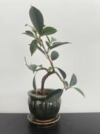 Bonsai voor binnen, Minder dan 100 cm, Ficus, Ophalen of Verzenden, Halfschaduw