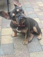 Franse bulldog teefje, 15 weken tot 1 jaar, Teef, Eén hond, Nederland