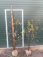 vuilboom, Overige soorten, 100 tot 250 cm, Zomer, Ophalen