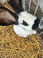 Vlaamse reus ram en voedster, Dieren en Toebehoren, Konijnen, Meerdere dieren, Groot