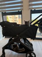 Mainecoons blue smoke broertjes, Kater, Gechipt, 0 tot 2 jaar
