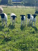 3 Raszuivere Dorper ram-lammeren, Meerdere dieren, Schaap