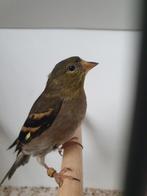 te koop pop, Dieren en Toebehoren, Vogels | Overige Vogels, Vrouwelijk, Tropenvogel, Geringd