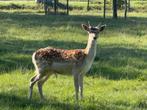 Hert - bok 1 jaar oud, Dieren en Toebehoren, Overige Dieren, Juni, Mannelijk