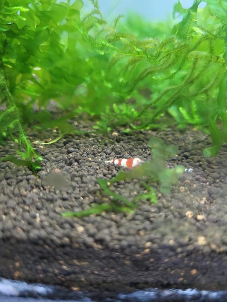 Crystal red garnalen, Dieren en Toebehoren, Vissen | Aquariumvissen, Zoetwatervis, Kreeft, Krab of Garnaal, Schoolvis