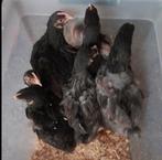 Barnevelder hanen te koop, Dieren en Toebehoren, Pluimvee, Mannelijk, Kip