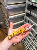 1.0 white and yellow het tremper luipaardgekko, Dieren en Toebehoren, Reptielen en Amfibieën, Hagedis, 0 tot 2 jaar