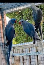 Halsbandparkieten bewezen kweekkoppel, Meerdere dieren, Parkiet, Geringd
