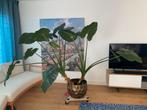 Alocasia olifantsoor mega plant met pot, Huis en Inrichting, Kamerplanten, Overige soorten, 150 tot 200 cm, Halfschaduw, In pot