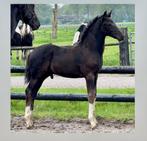 Mooi hengstveulen 4x wit van Zuperhero XX37 uit Z2 merrie, Dieren en Toebehoren, Paarden, Niet van toepassing, Dressuurpaard, 0 tot 2 jaar