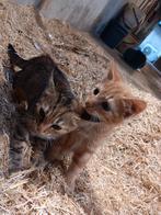 Lieve boerderij kittens
