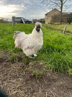 Zijderhoen haan gratis, Dieren en Toebehoren, Pluimvee, Mannelijk, Kip