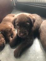 Chocolate Labrador retriever pup (nog 2 reutjes beschikbaar), Dieren en Toebehoren, Honden | Retrievers, Spaniëls en Waterhonden