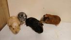 Cavia zeugjes, Dieren en Toebehoren, Knaagdieren, September, Vrouwelijk, Cavia