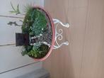 Landschap met Succulenten, Huis en Inrichting, Kamerplanten, Ophalen of Verzenden, Halfschaduw, Minder dan 100 cm
