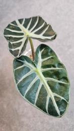 Alocasia Balloon Heart, Ophalen of Verzenden, Halfschaduw, Minder dan 100 cm