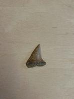 Great White haaientand, Verzamelen, Mineralen en Fossielen, Ophalen of Verzenden, Fossiel