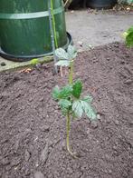 Doornloze Bramenstruikjes, Ophalen, Minder dan 100 cm, Overige soorten, Lente