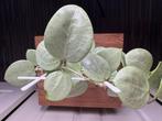 Hoya verticillata silver heart stek, Ophalen of Verzenden, Overige soorten, Halfschaduw, Minder dan 100 cm