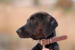 Aanhankelijke pup Marta zoekt een fijn gezin, Dieren en Toebehoren, Honden | Niet-rashonden, Particulier, 15 weken tot 1 jaar