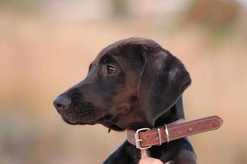 Aanhankelijke pup Marta zoekt een fijn gezin, Dieren en Toebehoren, Honden | Niet-rashonden, Middel, Teef, Particulier, Eén hond