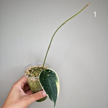 Hoya Latifolia Albomarginata  beschikbaar voor biedingen