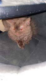 Selkirk rex te koop, Dieren en Toebehoren