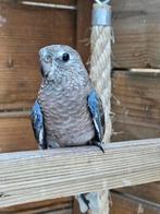 Bourkes parkiet wildkleur, Dieren en Toebehoren, Vogels | Parkieten en Papegaaien, Mannelijk, Parkiet, Geringd