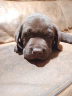 Mooie bruine labrador pup reu, Dieren en Toebehoren, Reu, CDV (hondenziekte), 8 tot 15 weken, Labrador retriever