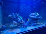 zeeaquarium koraal + vissen, Ophalen, Gevuld zeewateraquarium