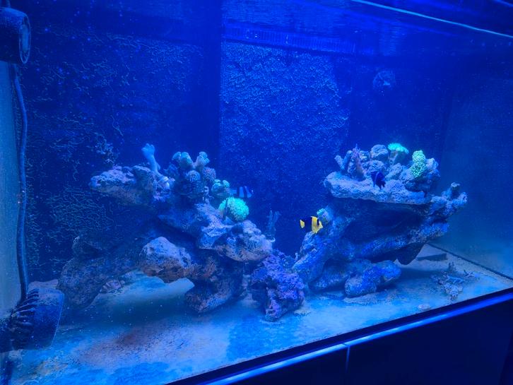 zeeaquarium koraal + vissen, Dieren en Toebehoren, Vissen | Aquaria en Toebehoren, Gevuld zeewateraquarium, Ophalen