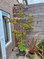 Cornus kousa 'Cappuccino', 2 mtr, Tuin en Terras, Planten | Bomen, Ophalen, In pot, Volle zon, Overige soorten