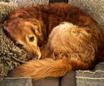 Oppas voor lieve Golden retriever 8 jaar oud., Dieren en Toebehoren, Honden | Retrievers, Spaniëls en Waterhonden, 6 jaar of ouder