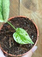 Monstera deliciosa variegata plant albo mint large form, Huis en Inrichting, Ophalen of Verzenden, Overige soorten, Minder dan 100 cm