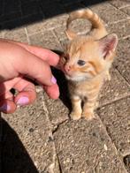 Lieve hele tamme kittens️, Dieren en Toebehoren, Katten en Kittens | Overige Katten, Meerdere dieren, Kortharig, 0 tot 2 jaar