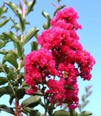 EXCLUSIEF! Leivorm Lagerstroemia muskogee 180/200 stam, Ophalen, Laurier, 100 tot 250 cm