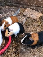 Lieve jonge cavia, beertje. Wit-lichtbruin, Dieren en Toebehoren, Knaagdieren, Meerdere dieren, Cavia, Na 1 juli 2024