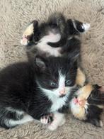 Half ragdoll half europese korthaar kitten, Dieren en Toebehoren, Poes