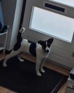 Kruising boerenfox /herder, 15 weken tot 1 jaar, Reu, Eén hond, Middel