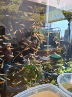 Japanse rijstvissen / Medaka, Dieren en Toebehoren, Vissen | Aquariumvissen, Vis, Zoetwatervis