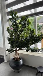Prachtige Chinese Vijg, Tuin en Terras, Planten | Bomen, Halfschaduw, Overige soorten, 100 tot 250 cm, Zomer