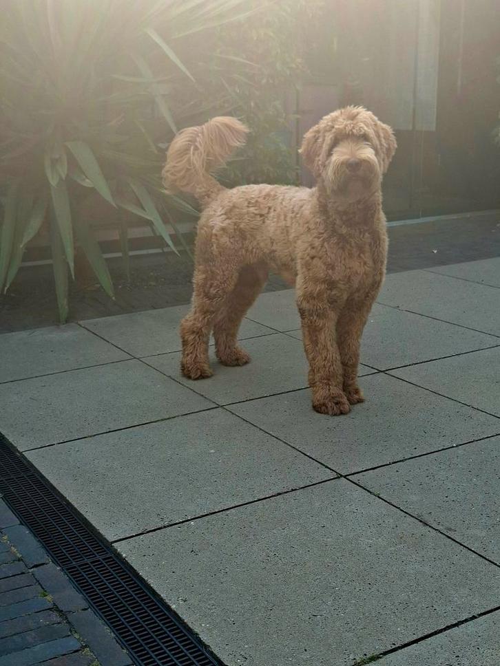 Dekreu labradoodle, Dieren en Toebehoren, Honden | Dekreuen, Reu, Particulier, Eén hond, Nederland, 1 tot 2 jaar, CDV (hondenziekte)