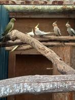Valkparkieten, Dieren en Toebehoren, Meerdere dieren, Papegaai